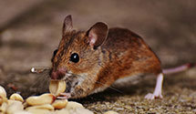 24 Hour & Emergency Exterminators in Pottstown, PA